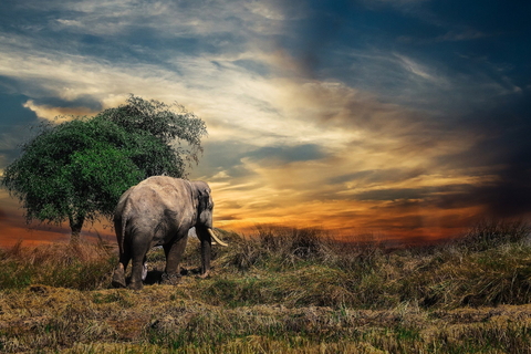 Royalty free image of The Menagerie by Pixabay contributer JoeClub_Ake